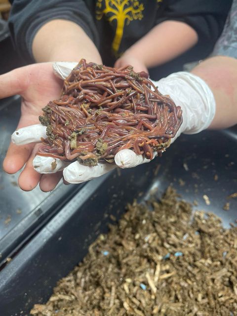 Red Wiggler Starter Kit – Everything You Need to Begin Worm Composting